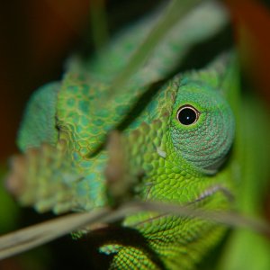 A Handsome Giant Fischer's Chameleon Peeking Through The Leaves
