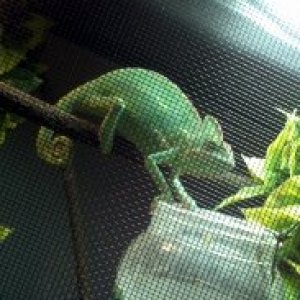 Female Veiled
