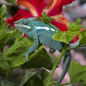 Tank's Hibiscus