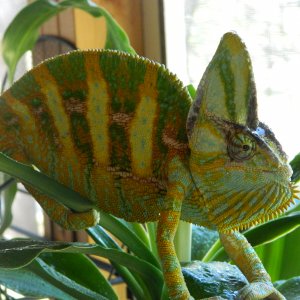 Leopold