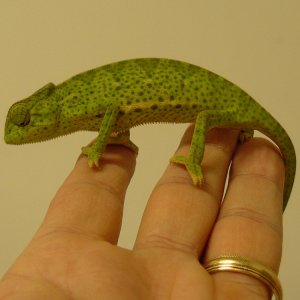 Graceful Chameleon 1