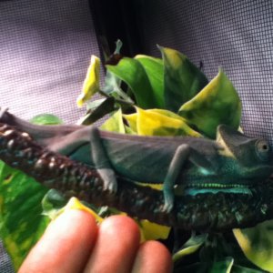 Reptar Trying To Hide