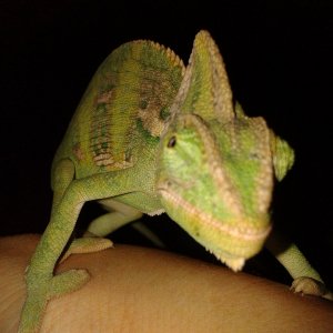 Rocco's Modern Life!