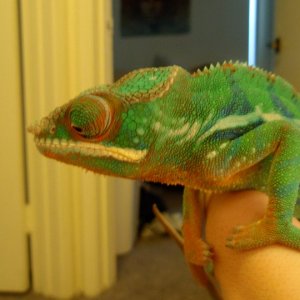 Rip Boski August 2007 - November 2010