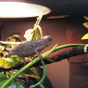 3 Month Nosy Faly Patrollin'