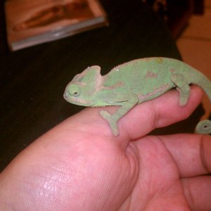 Sunshine.. My First Chameleon :-)