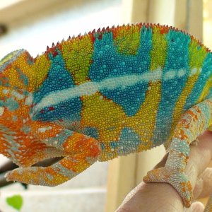 One Of My Male Panther Chameleon