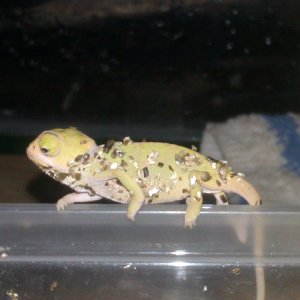 Just Hatched
