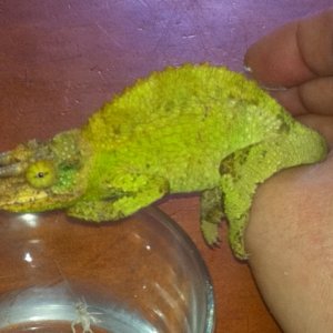 My First Jackson Cham