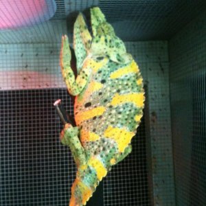 Female Melleri