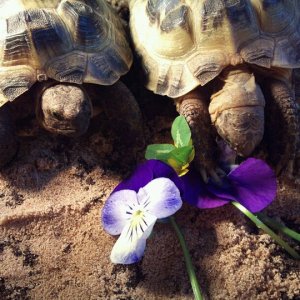 Spartacus And Maximus