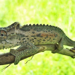 B.thamnobates Female