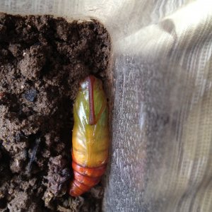 Hornworm Cocoon