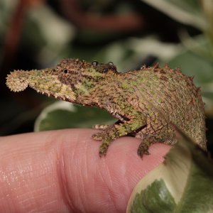 Rhampholeon Spinosus Male