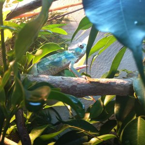 My Kammer Hatsikana 2 1/2 Mo Old Boy