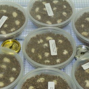 My Veiled Cham Eggs 2