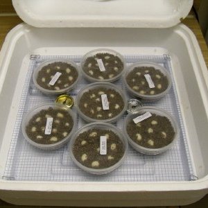 Incubator (hova-bator)