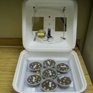 Incubator (hova-bator) Pic #3
