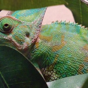 Shelby... My Mother Cham!!