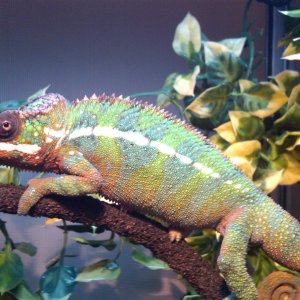 Reptar After His Shed 7/27/12