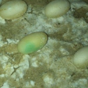 Veiled Chameleon Eggs