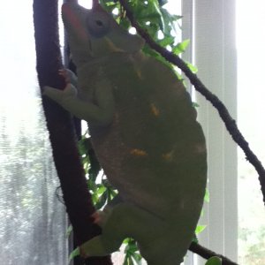 Sven The Chameleon