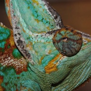 Chamo Up Close!