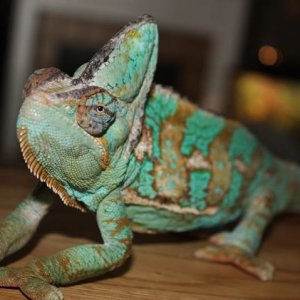 Chamo Posing!