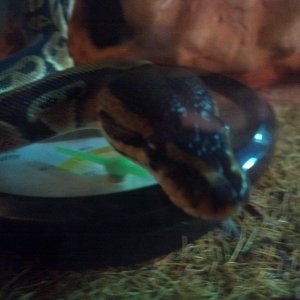 Tabitha