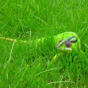Going Green!