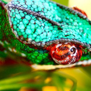 Ambilobe Panther Chameleon