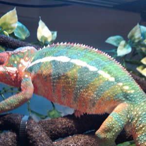Reptar P.o.'d