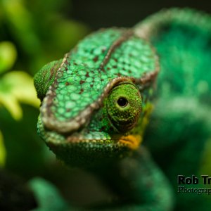 Rango