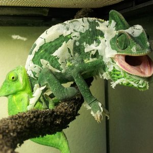 Female Veiled Shedding