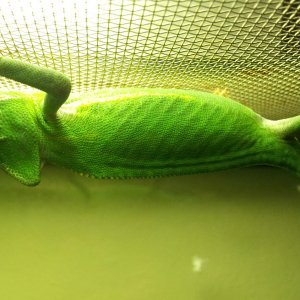 Male Veiled About 2 Months Old