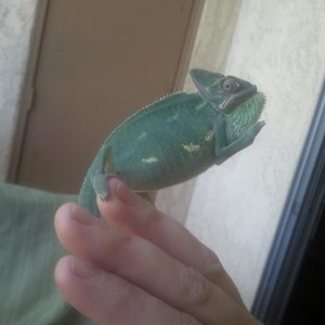 One Eyed Willy