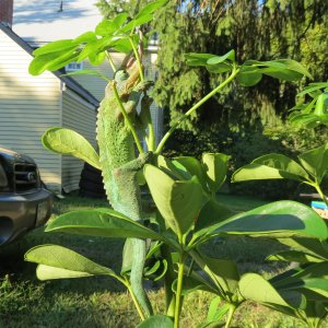 Just Showing Trice Off He Is So Cute