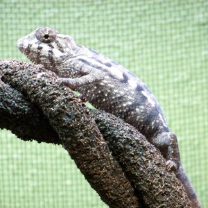 3 1/2 Month Old Panther