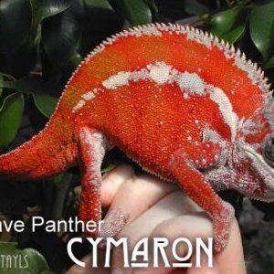 Cymaron Fired Up