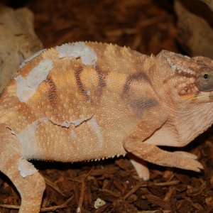 Tamatave Female