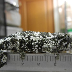 Mt. Kenya Jacksonii