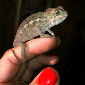 Frankie On My Finger