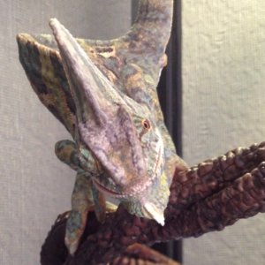 Pascal