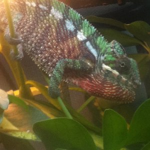 My Grumpy Panther Chameleon