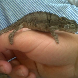 Which Type Of Cham Is This