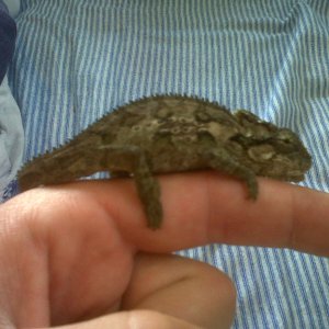 Which Type Of Chameleons Do I Have
