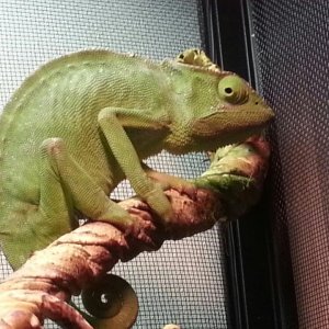 Flash My Graceful Cham