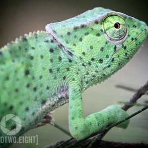 Drama - Graceful Chameleon