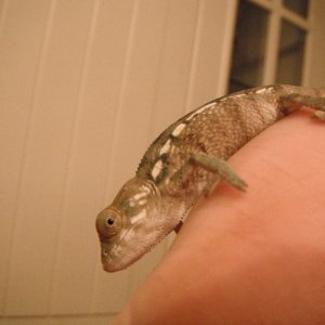 Damien