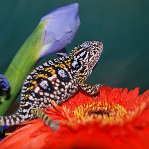 A Gravid Female Carpet Chameleon
